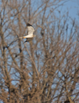 Northern Harrier 6288